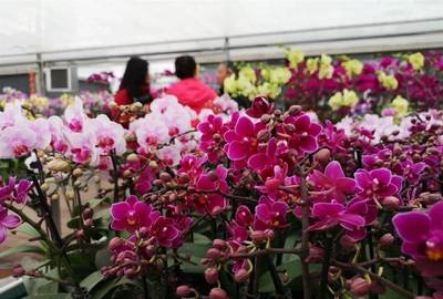 明天開幕！武漢第八屆迎春花市暨首屆梁子湖年貨節(jié)邀您賞花購年貨